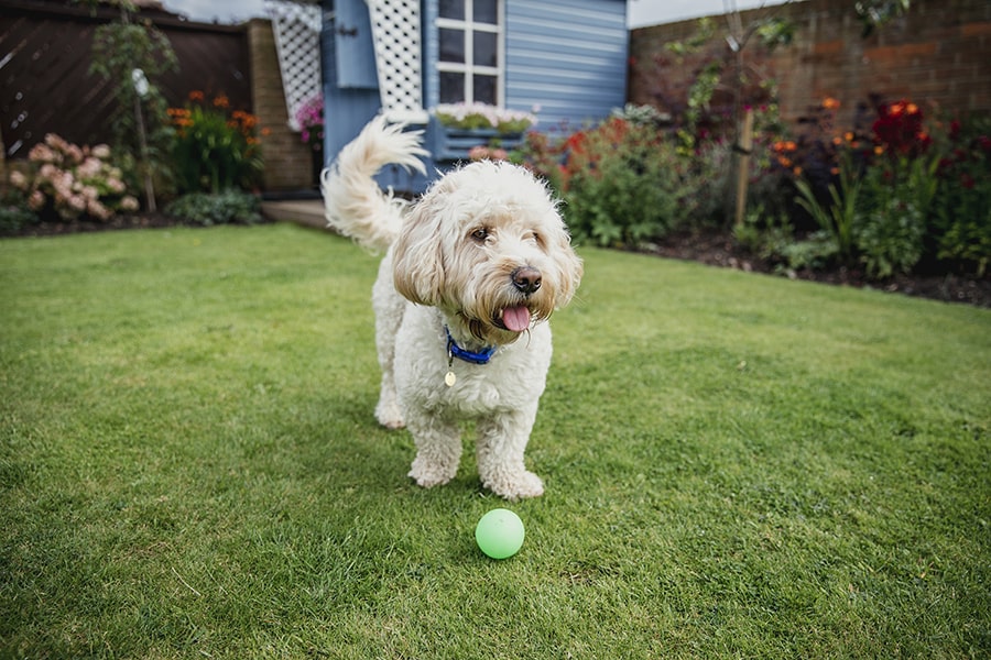 Dog in garden for pet waste removal services